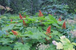 Devil's club, note the thorns. Image