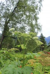 Devils club with red berries and a large stalked plant with Queen Anne's Lace poking through the lower plant growth. Image