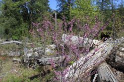 Redbud blooming Image