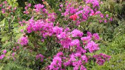 Magenta wildflowers Image