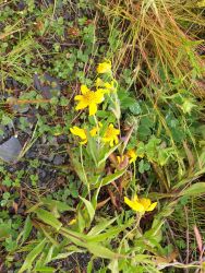 Yellow wildflowers. Image