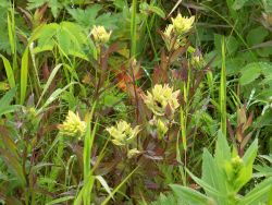 Yellowish green wildflowers. Image