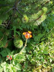 Yellow and red wildflowers. Image