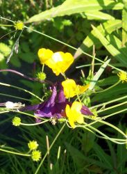 Yellow and purple wildflowers. Image