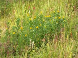 Yellow wildflowers. Image