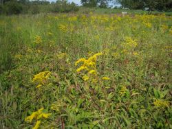 Yellow crowned plants with long red stalks in coastal environment. Image
