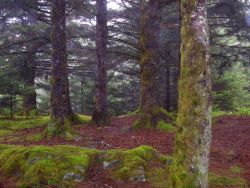 Moss covered Sitka spruce Image