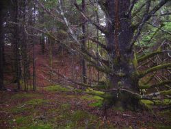 Moss covered Sitka spruce Image