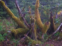 Moss covered stumps. Image