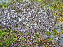 Cottongrass? Image