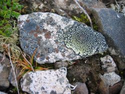 Moss on rock Image