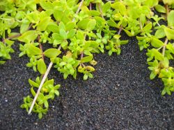 Green plants Image