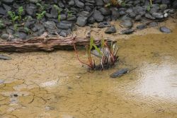 Mud and rocks Image