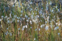 Cottongrass. Image