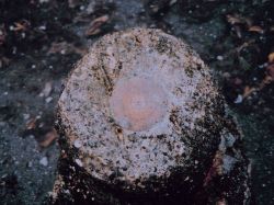 NOS COOPS tidal bench mark set in concrete post on beach. Image