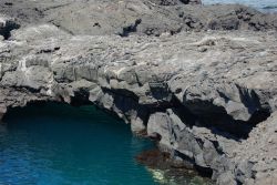 Marine iguanas literally hanging out Image