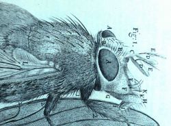 Detail of image of a blue fly Image