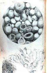 Detail of fossiliferous stone from Kettering in Northamptonshire Image