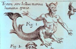 Apparently a merman/carnivore of sorts combination Image