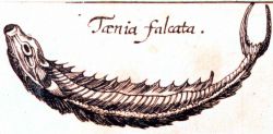 Taenia falcata Image