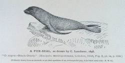 A fur-seal as drawn by C Image