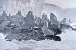 A group of sea lions (Eumetopias stelleri) at St Image