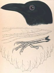 Corvus cacalotl, Wagler Image