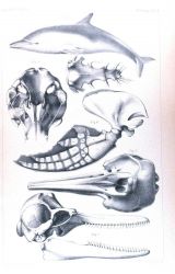 Delphinus (Steno) perspicillatus Peters Image