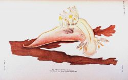 Nudibranch Image