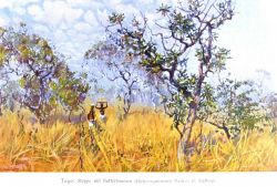 African butter tree, Butyrospermum Parkii, in the steppe of south Togo, Africa Image