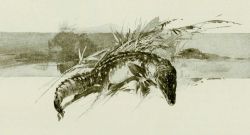 In: Joel Chandler Harris, 1894 Image