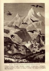 Altitude in meters at which various birds observed in flight Image