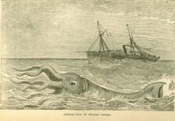 A giant squid in the Indian Ocean in: 