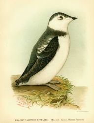 Adult Kittlitzii's Murrelet (Brachyramphus kittlitzii) in winter plumage, in: 