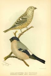 A two-barred crossbill finch (Loxia leucoptera) in first plumage and an adult male Cassin's bullfinch (Pyrrhula cassini) in: 