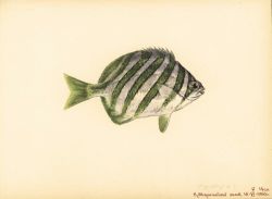 Fish Image