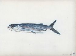 Fish Image