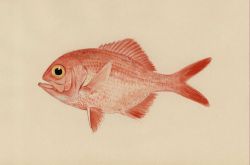 Fish Image
