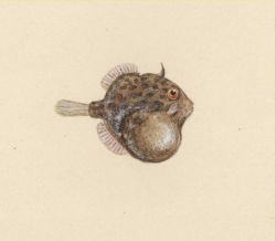 Pygmy leatherjacket (Brachaluteres trossulus) Image