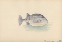 Fish Image