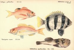 Four fish (Anthyas pulchellus), (Caesioperca razor), (Ostorhinchus conwaii, jr.) , (Kathetostoma nigrofasciatum) Image