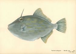 Deep-bodied leatherjacket (Weerutta ovalis) Image