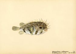 A species of porcupinefish (Atopomycterus nicthemerus) Image