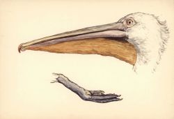 Detail of head and foot of pelican Image