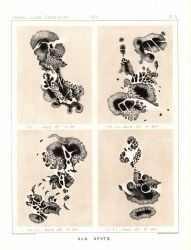 Astronomical Engravings Illustrating Solar Phenomena prepared at the Harvard Observatory under the direction of Joseph Winlock Image