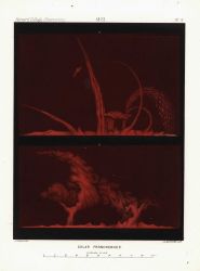 Astronomical Engravings Illustrating Solar Phenomena prepared at the Harvard Observatory under the direction of Joseph Winlock Image