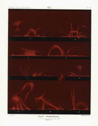 Astronomical Engravings Illustrating Solar Phenomena prepared at the Harvard Observatory under the direction of Joseph Winlock Image