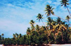 Mangroves colonizing sandy beach Image