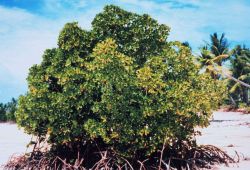 Isolated mangrove on a sandy beach Image