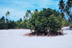 Isolated mangrove on a sandy beach Image
